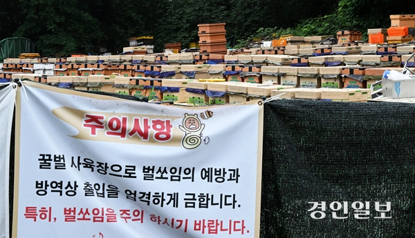 천연벌꿀 농가들은 천연벌꿀을 보호하기 위해 소비자가 사양벌꿀의 실체를 명확히 이해할 수 있는 표기 방식이 필요하다고 주장한다. 사진은 수원에 위치한 한 양봉장의 모습. 2025.6.26 /임열수기자 pplys@kyeongin.com