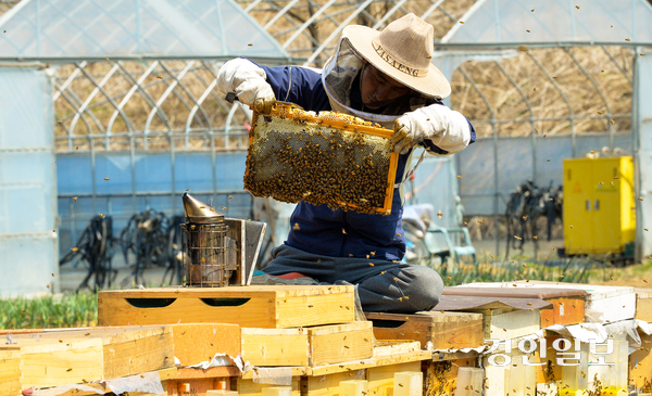 식약처가 벌꿀 앞에 ‘천연’ 표시를 허용할 것을 예고한 가운데 천연 벌꿀 농가들은 천연벌꿀을 보호하기 위해 소비자가 사양벌꿀의 실체를 명확히 이해할 수 있는 표기 방식이 필요하다고 주장하고 있다. 사진은 벌통을 관리하고 있는 파주시 한 양봉농가. /경인일보DB