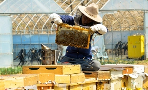 [여러분 생각은?] 식약처, 벌꿀 앞 ‘천연’ 허용 예고