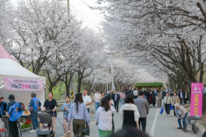 [클릭 핫이슈] 위기의 여주 남한강 벚꽃축제