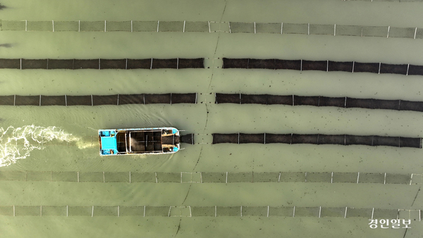 검은 반도체라 불리는 ‘김’이 K-푸드의 중심으로 자리잡고 있지만, 경기도에서 생산되는 김은 브랜드·가공 공장이 없어 제대로 가치를 인정받지 못하는 실정이다. 화성시 궁평항 일대 김양식장에서 어부들이 김을 수확하는 모습. 2025.4.1 /최은성기자 ces7198@kyeongin.com