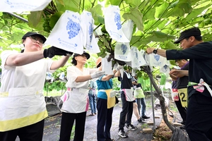 [화보] 주렁주렁 포도 봉지 씌우기