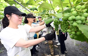 [포토] 포도농가 일손돕기
