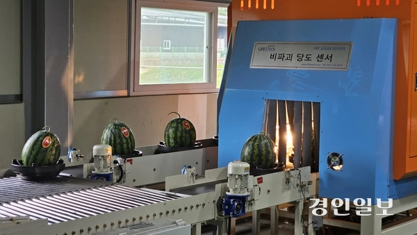 양평군 청운면 일대 수박 집하장에서 수박들이 Brix를 판별하는 비파괴 당도센서 선별기를 지나고 있다. 2025.7.3 양평/장태복기자 jkb@kyeongin.com