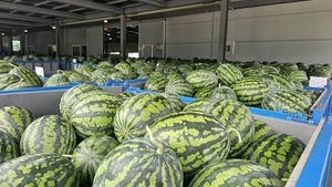 이러니 맛있을 수밖에!… 믿고 먹는 ‘양평수박’