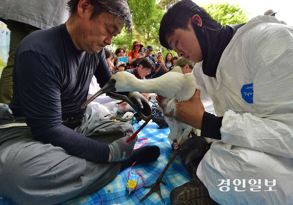지난 5일 인천시 남동구 남동유수지에서 올해 태어난 천연기념물이자 멸종위기 야생생물 1급 저어새에게 가락지와 위치추적기를 부착하는 작업이 진행되고 있다. 2025.7.5 /조재현기자 jhc@kyeongin.com