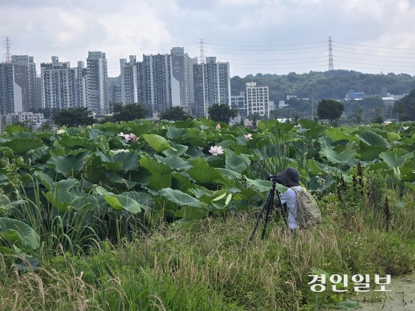 시흥시 연꽃테마파크에서 연꽃을 촬영하는 사진가 2025.7.5 시흥/김성주기자 ksj@kyeongin.com