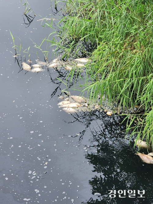 7일 오후 인천 강화군 하점면 목숙천이 오염돼 물고기들이 떼죽음을 당해 있다.  2025.7.7 강화/정진오기자 schild@kyeongin.com