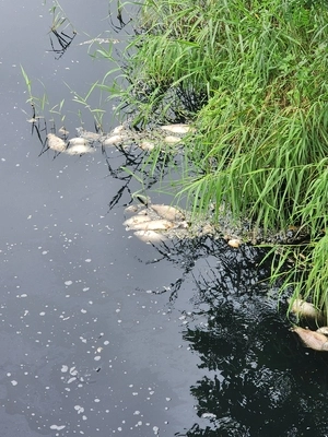 강화도 하점산업단지 하천 물고기 ‘의문의 떼죽음’… 공장 폐수 의심