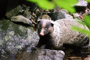 “위례 사람아, 오 쏘리” 하남 신도시 공원 오소리 출몰