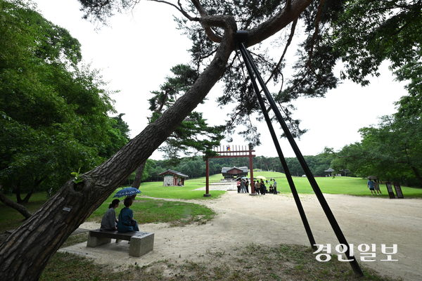 화성시 융건릉 소나무 숲이 지난 겨울 폭설과 최근 폭염 등으로 피해를 보고 있으나 복구작업이 지연되면서 노송 관리에 우려의 목소리가 커지고 있다. 사진은 13일 오후 화성시 융건릉에서 소나무가 지지대에 기대어 버티고 있는 모습. 2025.7.13 /최은성기자 ces7198@kyeongin.com