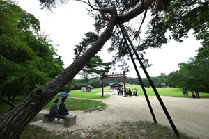 [이슈추적] 예산 1조원 넘는데… 융건릉 소나무 왜 못 고쳤나
