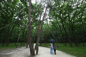 [이슈추적] “예산 확보 못해서”… 융건릉 소나무 복구, 손 놨던 국가유산청
