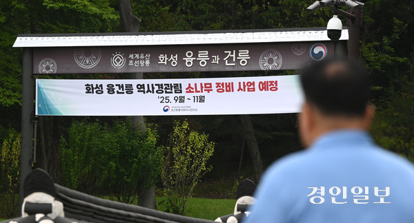 반년 넘게 복구가 지연됐던 화성 융건릉 소나무 피해와 관련해 관계 당국이 뒤늦게 대응에 나섰다. 사진은 9월부터 소나무 정비사업 예정을 알리는 현수막 모습. 2025.7.13 /최은성기자 ces7198@kyeongin.com