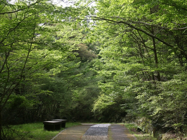 붉은오름 무장애나눔숲길. /붉은오름자연휴양림 제공