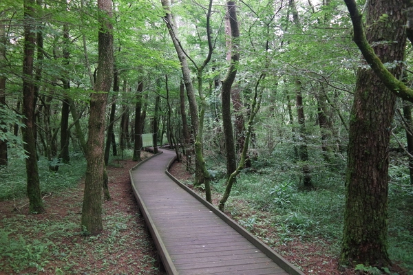 서귀포시 휴양림 산책로. /서귀포시자연휴양림 제공