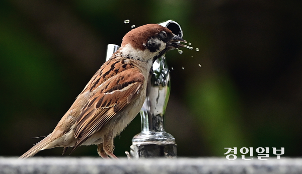 밤낮없는 폭염이 이어진 9일 오후 인천의 한 공원에서 참새 한마리가 물방울이 맺힌 음수대에서 목을 축이고 있다. 2025.7.9 /조재현기자 jhc@kyeongin.com