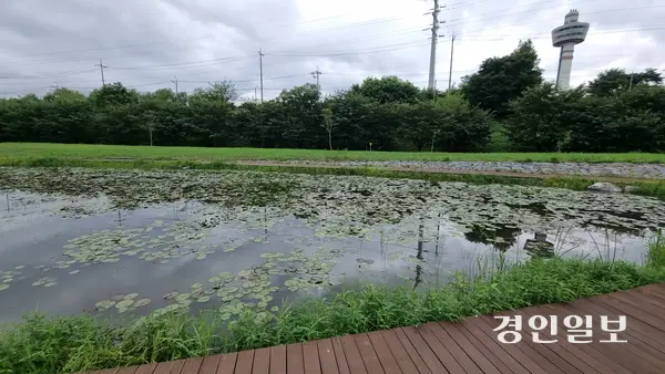 왕숙천 미음교 인근에 조성된 습지. 습지 뒷편에 보이는 것은 구리타워다. 2025.7.18 구리/권순정기자 sj@kyeongin.com