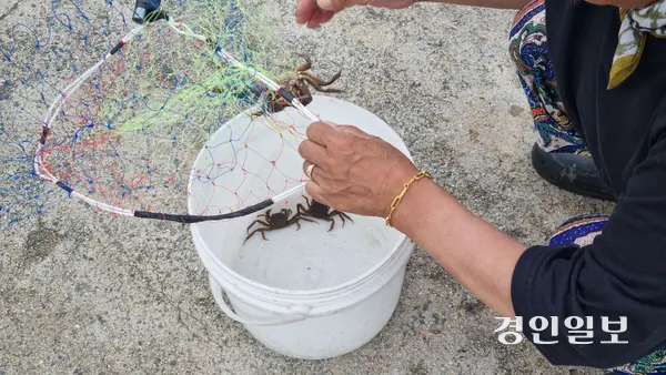 토평소수력 발전소 인근에서 한 시민이 낚은 참게를 통에 담고 있다. 2025.7.18 구리/권순정기자 sj@kyeongin.com