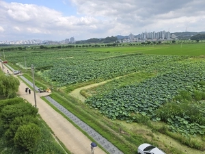 ‘백련이 피는 계절’ 시흥 관곡지 연꽃테마파크서 만나는 특별함