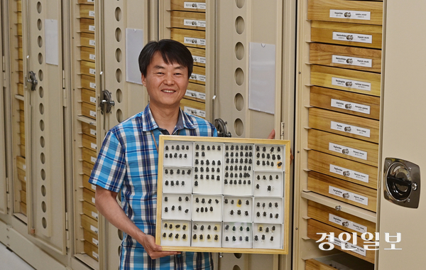 러브버그 등 국내에서 갑작스럽게 대량 발생한 곤충을 연구 중인 박선재 연구관이 국립생물자원관 수장고에 있는 곤충 표본을 들어보이고 있다. 2025.7.21 사진/조재현기자 jhc@kyeongin.com