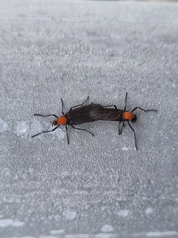 러브버그. /국립생물자원관 제공