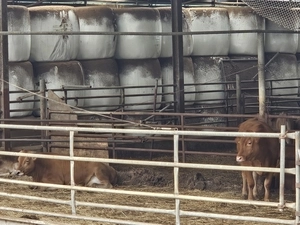 3년 적자 한우농가… ‘한우법’이 살린다