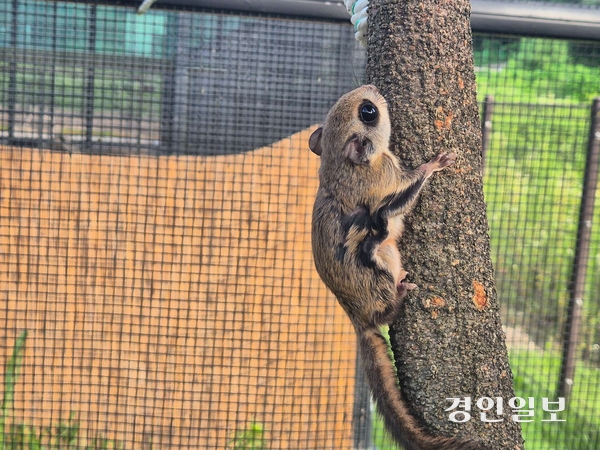 지난 4월 남양주시 천마산 인근에서 구조된 하늘다람쥐가 경기도 북부야생동물구조관리센터에서 훈련하고 있다. /경기도 제공