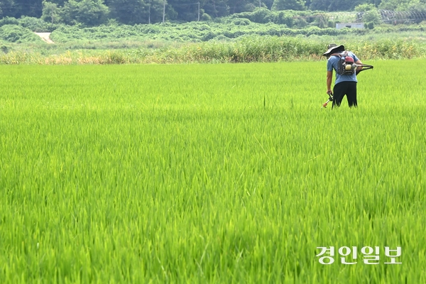 한미 관세협상에서 쌀과 소고기 시장에 대한 추가 개방 없이 상호관세를 25%에서 15%로 낮추는 등 미국과의 무역협상을 타결했다. 사진은 화성시의 한 논에서 농부가 예초 작업을 하고 있다. 2025.7.31 /최은성기자 ces7198@kyeongin.com