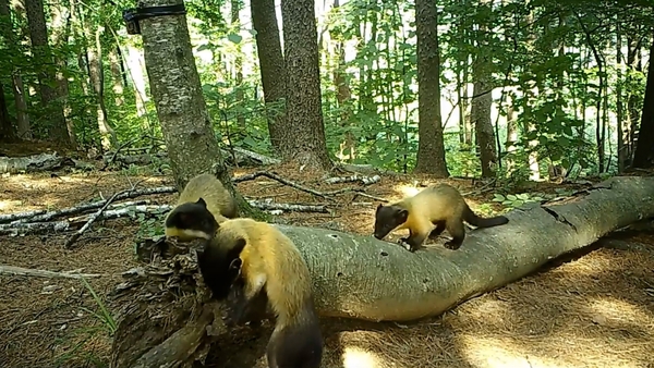 광릉숲에서 포착된 담비 가족. /국립수목원 제공