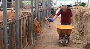 대통령실 “쌀·소고기 시장 추가 개방 없다” [한미 관세협상 타결]