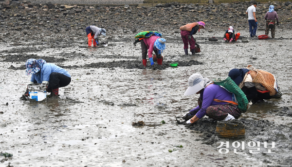 연일 이어지는 폭염 등 이상기후로 인해 서해 수온이 높아지며 바지락이 폐사해 어획량이 감소하고 있다. 3일 오후 안산시 단원구 대부북동 인근 갯벌에서 어민들이 바지락을 채취하고 있다. 2025.8.3 /최은성기자 ces7198@kyeongin.com