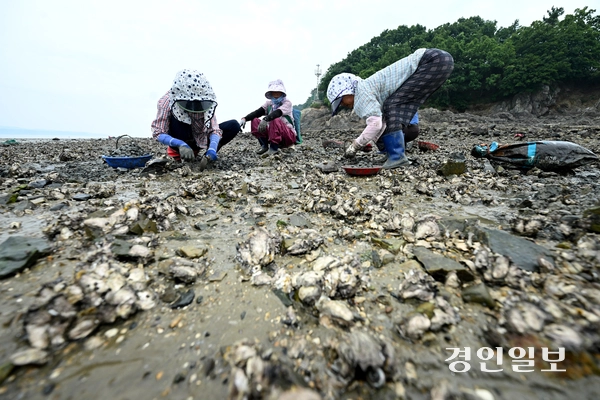연일 이어지는 폭염 등 이상기후로 인해 서해 수온이 높아지며 바지락이 폐사해 어획량이 감소하고 있다. 3일 오후 안산시 단원구 대부북동 인근 갯벌에서 어민들이 바지락을 채취하고 있다. 2025.8.3 /최은성기자 ces7198@kyeongin.com