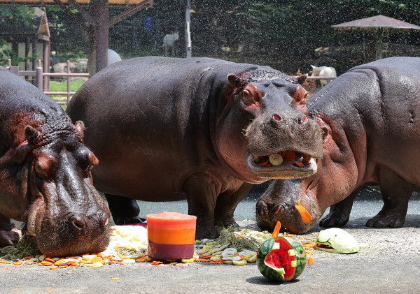 폭염이 이어진 지난 1일 과천시 서울대공원 동물원에서 하마가 사육사들이 준비한 특식을 먹고 있다. 2025.8.1 /연합뉴스
