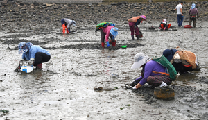 [경인 WIDE] 기후 변화에 줄어든 어획량… 경기바다서 새 패류 생산 시도