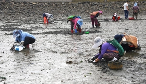 [경인 WIDE] 기후 변화에 줄어든 어획량… 경기바다서 새 패류 생산 시도
