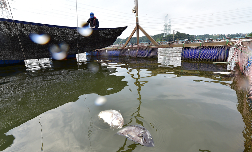 손님도 없는데 魚 무더기 폐사 “울며 겨자 먹기 운영”