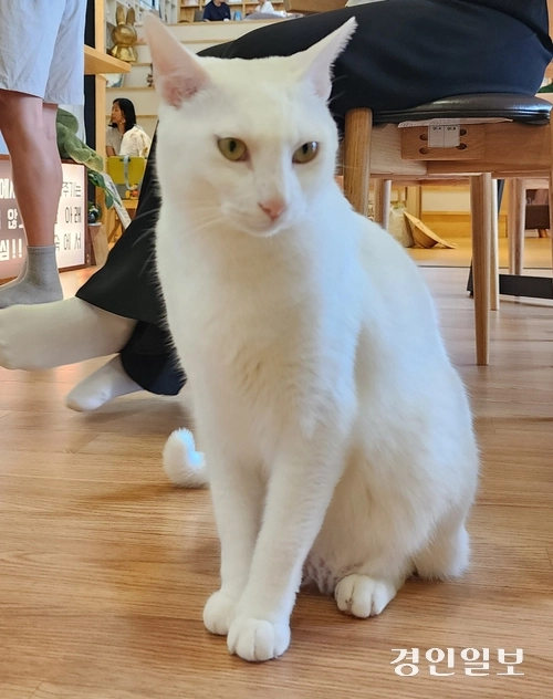 도서관 고양이 설탕이. 2025.8.2 /김성호기자 ksh96@kyeongin.com