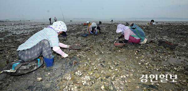 연일 이어지는 폭염 등 이상기후로 인해 서해 수온이 높아지며 바지락이 폐사해 어획량이 감소하고 있다. 3일 오후 안산시 단원구 대부북동 인근 갯벌에서 어민들이 바지락을 채취하고 있다. 2025.8.3 /최은성기자 ces7198@kyeongin.com