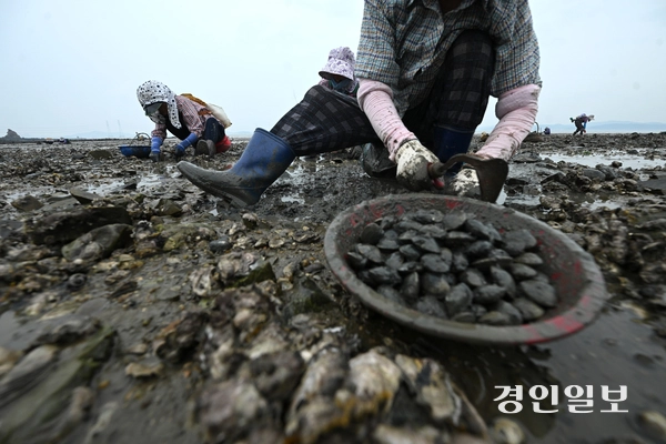 연일 이어지는 폭염 등 이상기후로 인해 서해 수온이 높아지며 바지락이 폐사해 어획량이 감소하고 있다. 3일 오후 안산시 단원구 대부북동 인근 갯벌에서 어민들이 바지락을 채취하고 있다. 2025.8.3 /최은성기자 ces7198@kyeongin.com