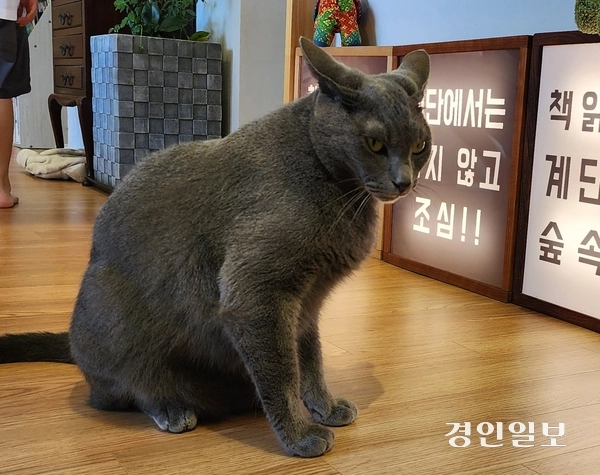 도서관 고양이 소금이. 2025.8.2 /김성호기자 ksh96@kyeongin.com