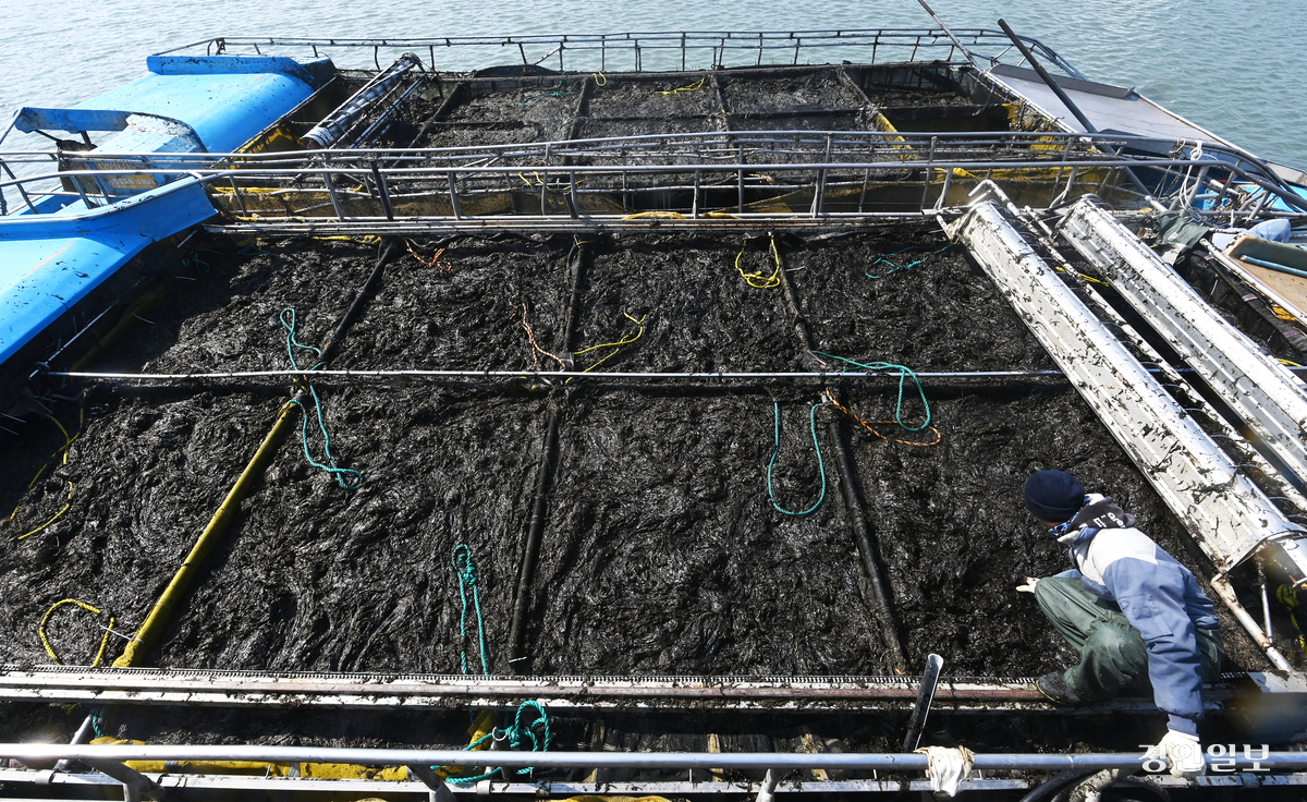 검은 반도체라 불리는 ‘김’이 K-푸드의 중심으로 자리잡고 있지만, 경기도에서 생산되는 김은 브랜드·가공 공장이 없어 제대로 가치를 인정받지 못하는 실정이다. 지난 1일 화성시 궁평항에서 한 선원이 경매 시작전 수확한 김의 상태를 살펴보는 모습. 2025.4.1 /최은성기자 ces7198@kyeongin.com
