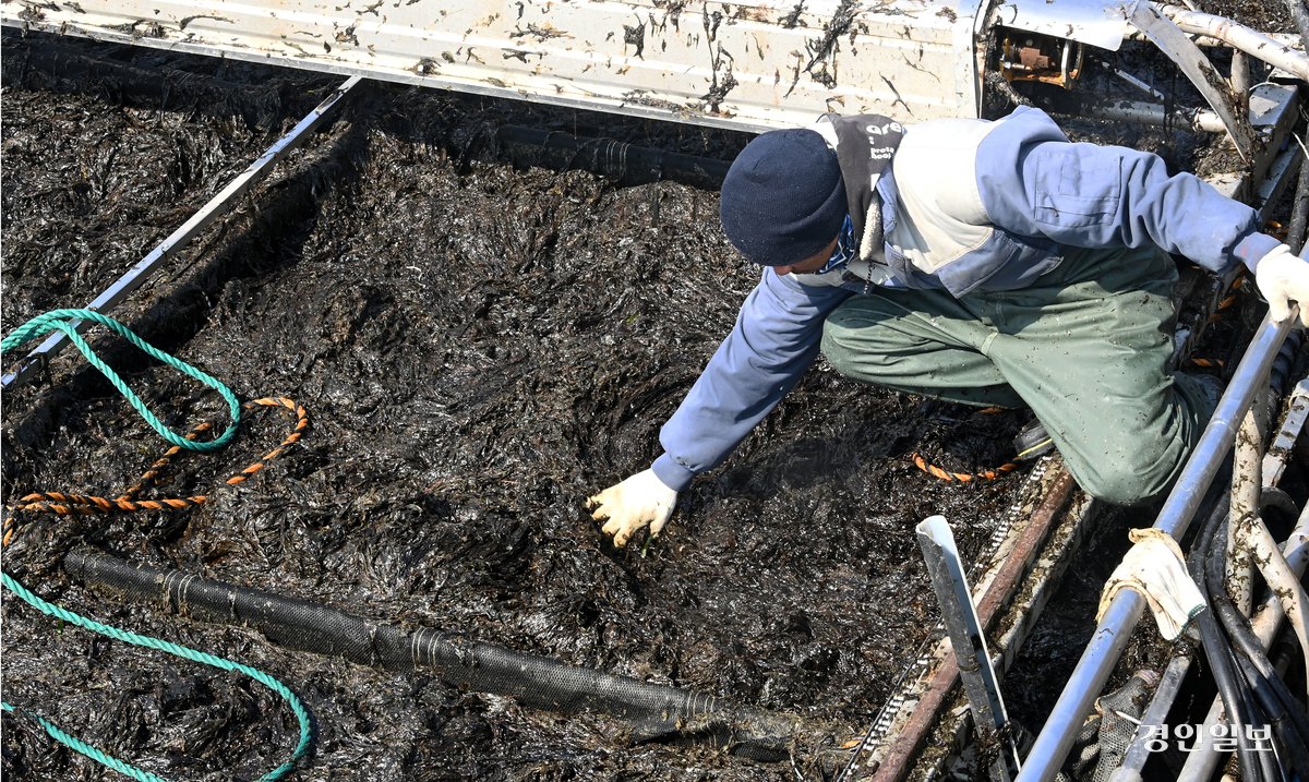 지난 1일 화성시 궁평항에서 한 선원이 경매 시작전 수확한 김의 상태를 살펴보고 있다. 2025.4.1 /최은성기자 ces7198@kyeongin.com