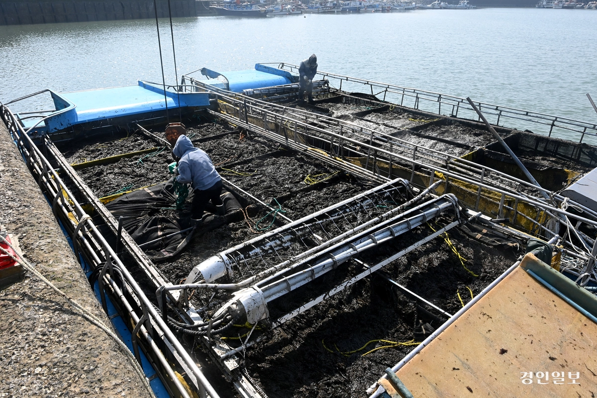 지난 1일 화성시 궁평항에서 한 선원이 경매 시작전 수확한 김의 상태를 살펴보고 있다. 2025.4.1 /최은성기자 ces7198@kyeongin.com