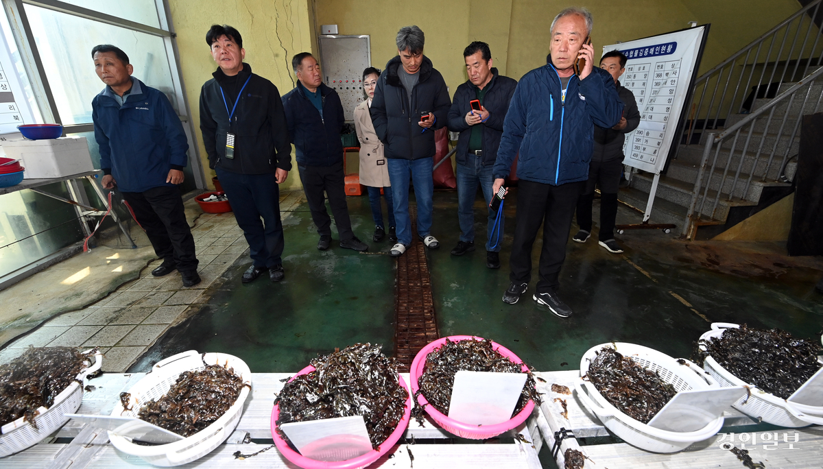 김 수출액이 사상 최대치를 기록하고 있지만, 경기도내에 마른 김을 생산할 수 있는 가공공장이 부족해 도내 어민들이 난항을 겪고 있다. 사진은 지난 1일 오전 화성시 궁평항사업소 위판장에서 김 경매를 하는 모습. 2025.4.1 /최은성기자 ces7198@kyeongin.com