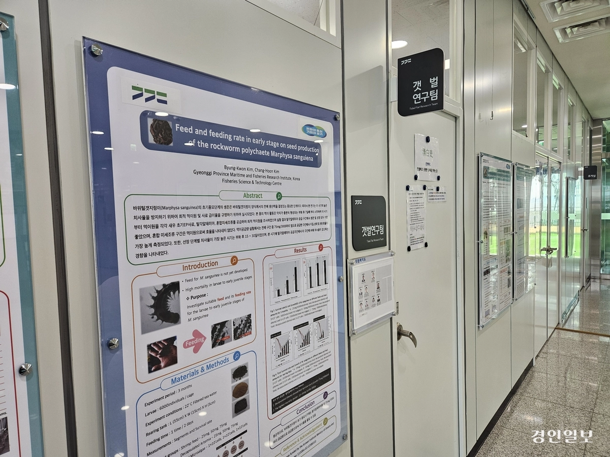 경기도 해양수산자원연구소는 오는 2030년까지 신 품종 등재를 목표로 경기 바다에 특화된 ‘경기도 김’을 개발 중이다. 2025.4.22 /김지원기자 zone@kyeongin.com