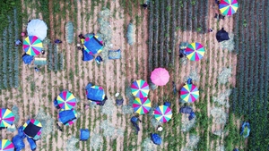 [포토] 파라솔 아래 대파 수확