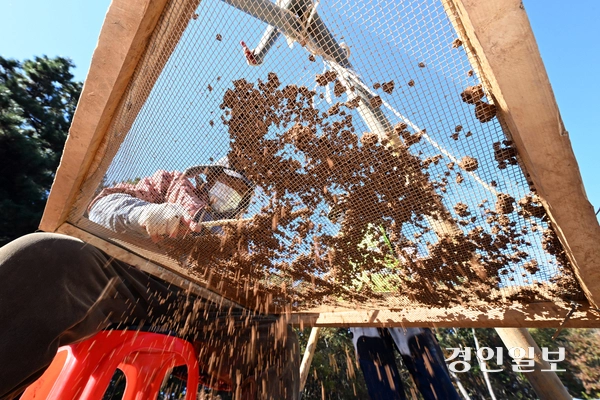 선감학원 아동 유해매장 추정지로 확인된 안산시 단원구 선감동 산37-1에서 분묘 155기에 대한 유해 발굴 작업이 실시 되고 있다. 유해발굴 작업자들이 개토 작업을 하고 있다. /임열수기자 pplys@kyeongin.com