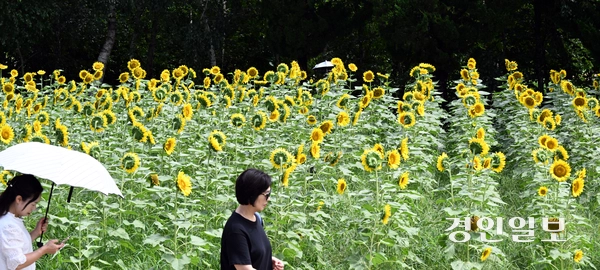 절기상 입추(立秋)인 7일 수원시 권선구 탑동시민농장에서 시민들이 활짝 핀 해바라기꽃을 감상하고 있다. 2025.8.7 /임열수기자 pplys@kyeongin.com