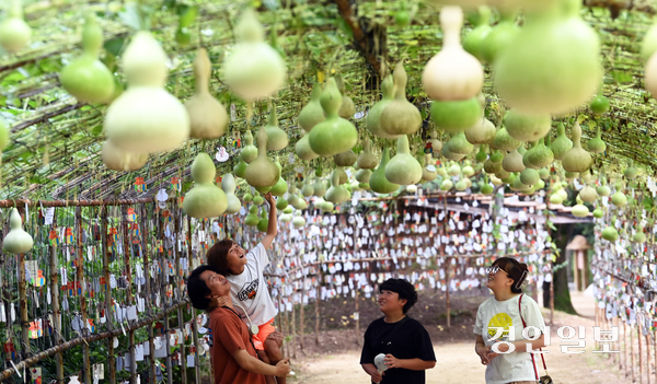 절기상 입추(立秋)인 7일 오후 용인시 기흥구 한국민속촌을 찾은 가족들이 조롱박 터널을 거닐며 즐거운 시간을 보내고 있다. 기상청에 따르면 전국이 대체로 흐리지만 최고기온이 33도에 달해 무더위가 이어지겠다고 내다봤다. 2025.8.7 /최은성기자 ces7198@kyeongin.com